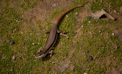 Sphenomorphus maculatus