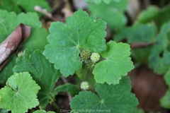 Hydrocotyle nepalensis