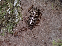 Pseudophyllodromiinae