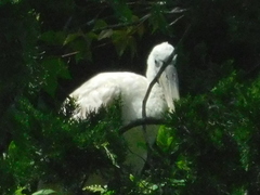 Platalea ajaja