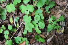 Hydrocotyle nepalensis