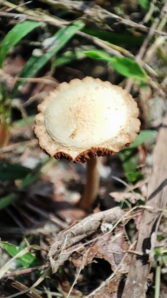 Common Gilled Mushrooms and Allies from Cheung Chau, Hong Kong on