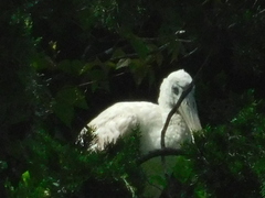 Platalea ajaja