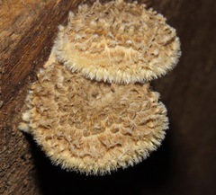Lentinus