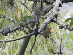 Basileuterus delattrii
