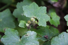 Hydrocotyle nepalensis