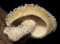 Lentinus