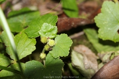 Hydrocotyle nepalensis
