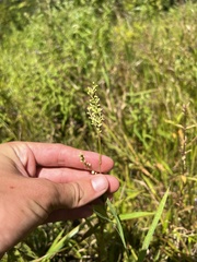 Persicaria setacea