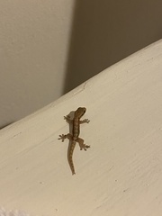 Lepidodactylus lugubris