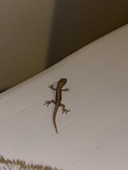 Lepidodactylus lugubris