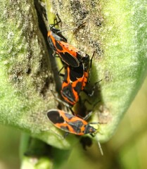 Lygaeus kalmii