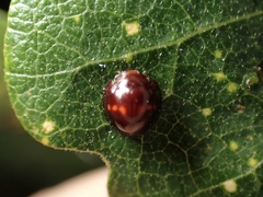 Chilocorus bipustulatus