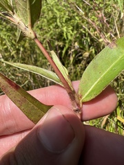 Persicaria setacea