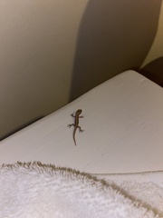 Lepidodactylus lugubris