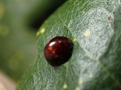 Chilocorus bipustulatus