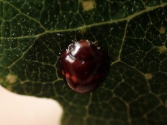 Chilocorus bipustulatus