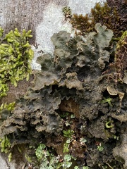 Fungi