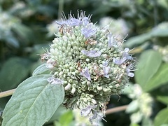 Pycnanthemum