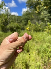 Utricularia gibba