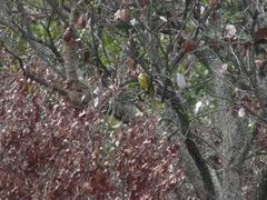 Chlorocichla flaviventris