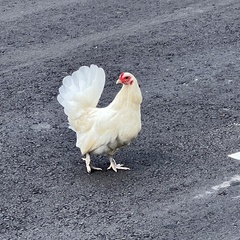 Gallus gallus domesticus
