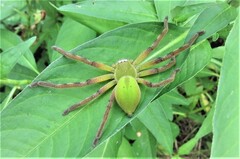 Neosparassus patellatus