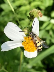 Campsomerinae