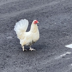 Gallus gallus domesticus