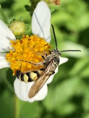 Campsomerinae