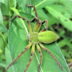 Neosparassus patellatus