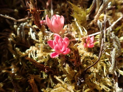 Sedum