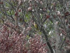 Chlorocichla flaviventris