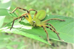 Neosparassus patellatus