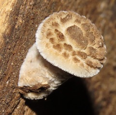 Lentinus
