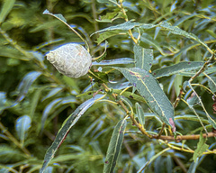 Salix eriocephala