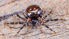 Euryopis funebris