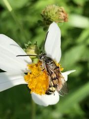 Campsomerinae