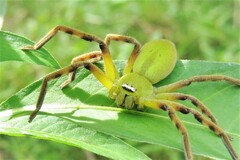 Neosparassus patellatus