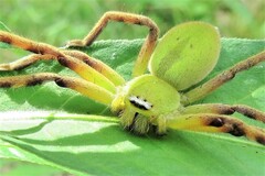Neosparassus patellatus