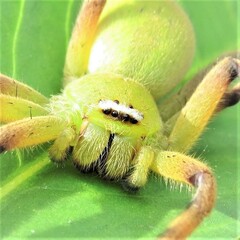 Neosparassus patellatus
