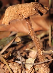 Lentinus