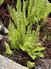 Athyrium americanum