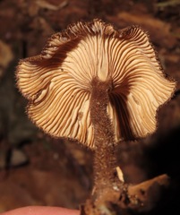 Lentinus