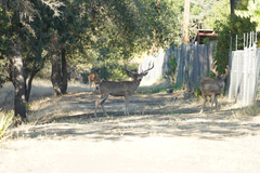 Odocoileus hemionus californicus