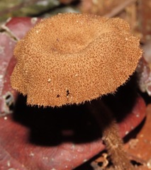 Lentinus