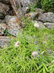 Cirsium serratuloides