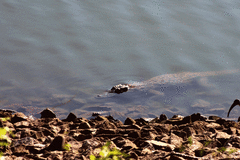 Crocodylus palustris