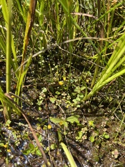 Utricularia gibba