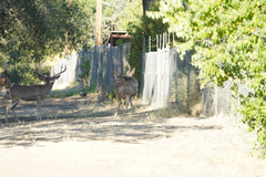 Odocoileus hemionus californicus